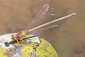 Ceriagrion glabrum female